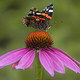 Butterflies